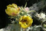 PICTURES/Wildflowers - Desert in Bloom/t_Yellow Spikes2.JPG